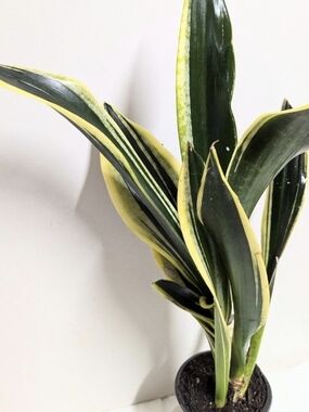 Cutting  Rooted Variegated Snake Plant  YellowGreen Leaves - (Emeritus Gardens)